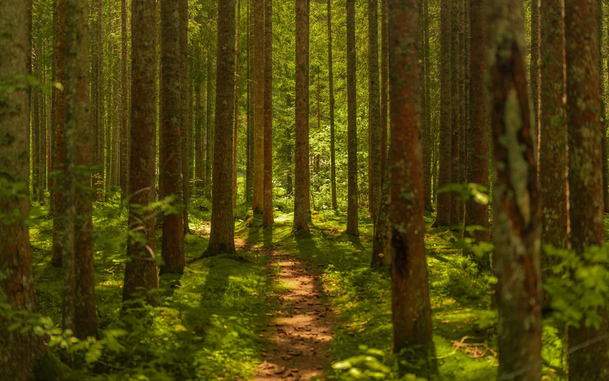 PTSD and trauma — a calm, everyday scene